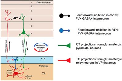 The Impact of Glutamatergic Synapse Dysfunction in the Corticothalamocortical Network on Absence Seizure Generation